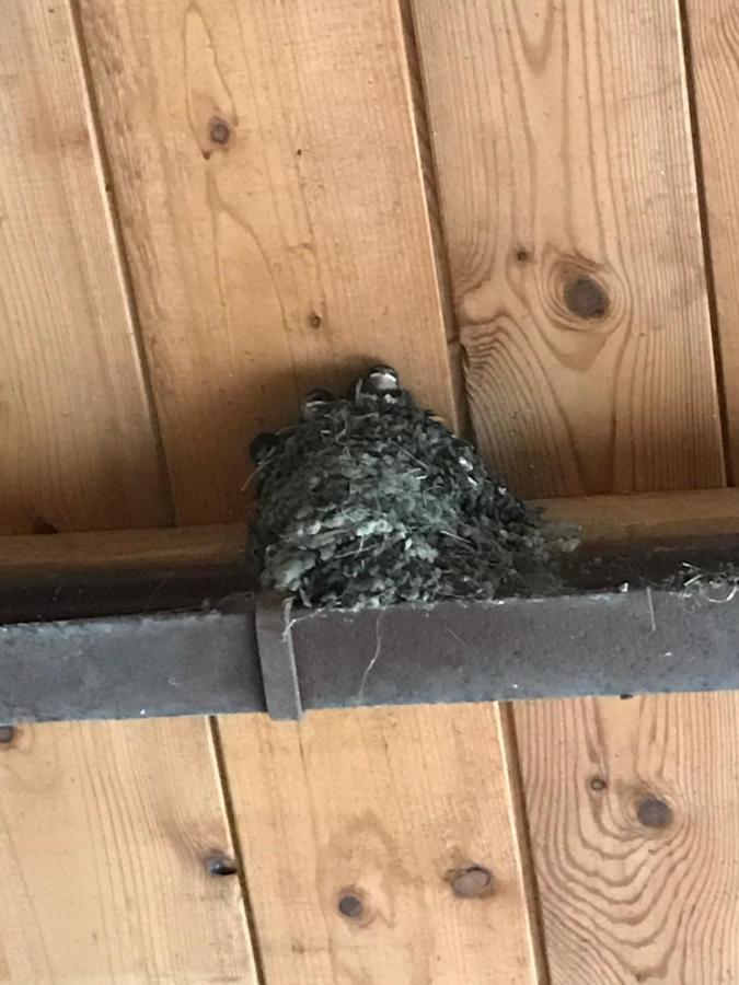Hering Fewo II Apartment Balcony Wiek auf Rügen Dış mekan fotoğraf